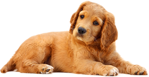 dog in donation block